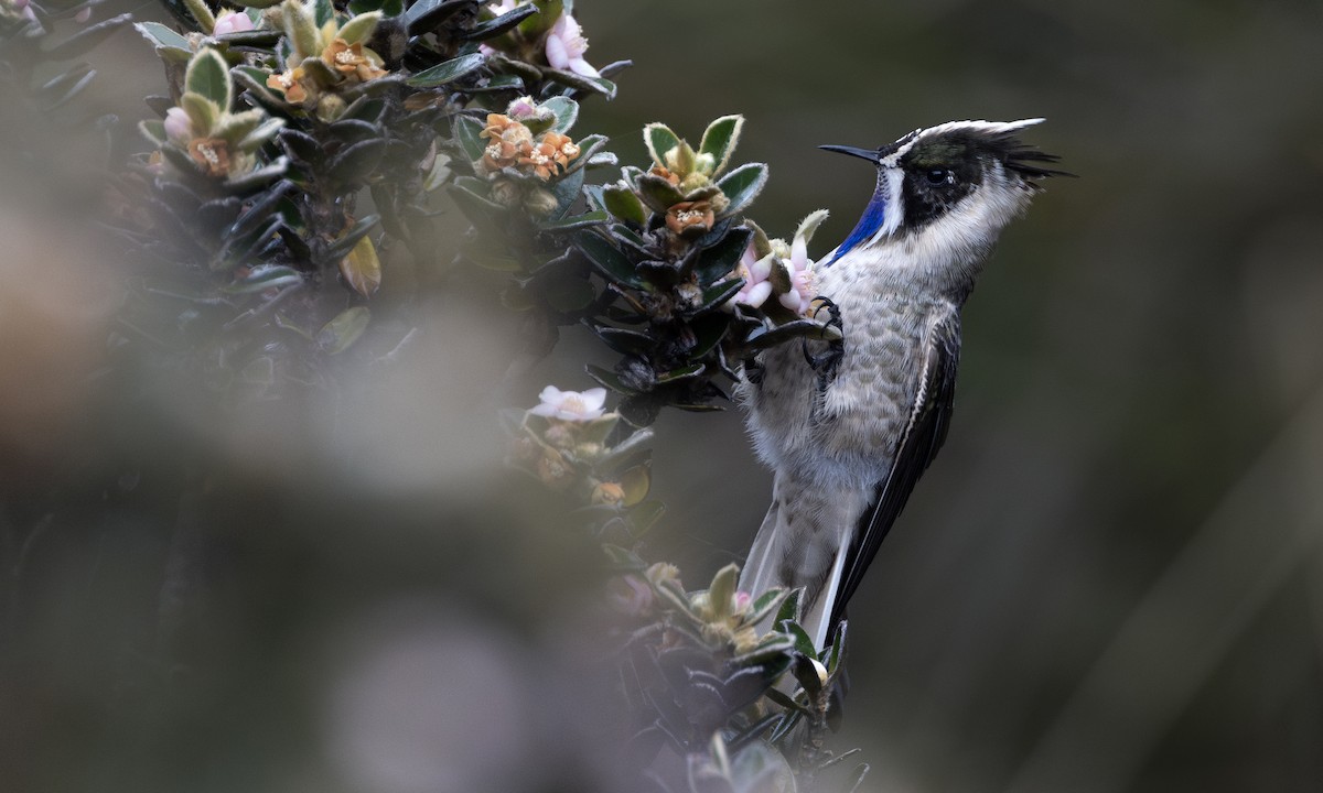 Blue-bearded Helmetcrest - ML615942481