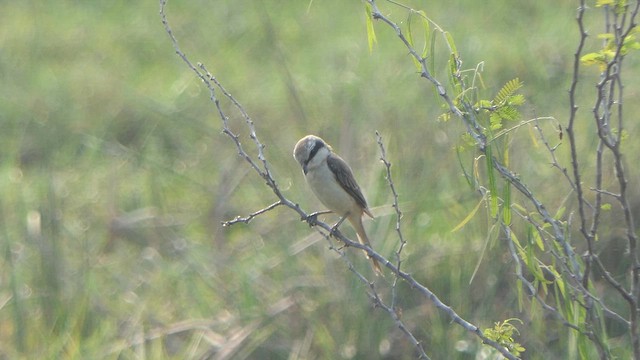 Brown Shrike - ML615942502