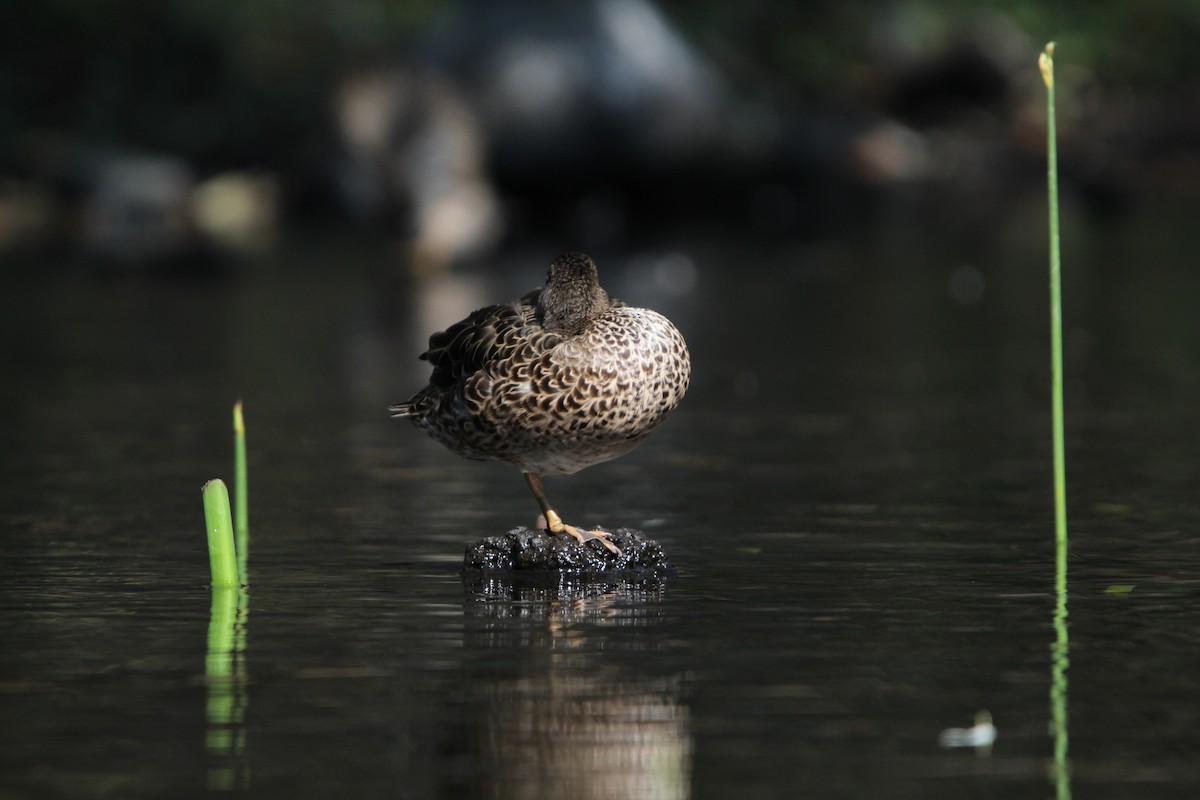 Blue-winged Teal - ML615942515