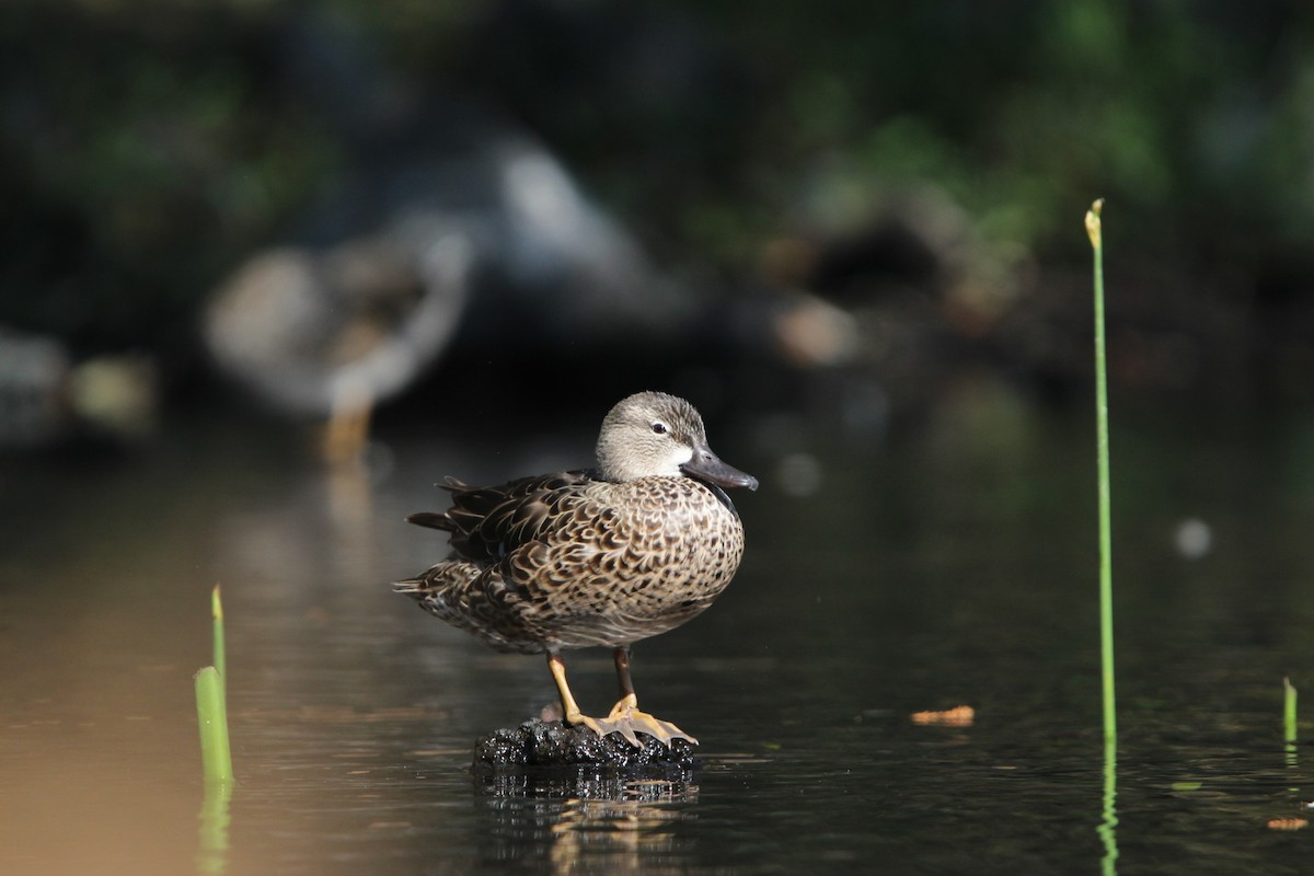 Blue-winged Teal - ML615942516