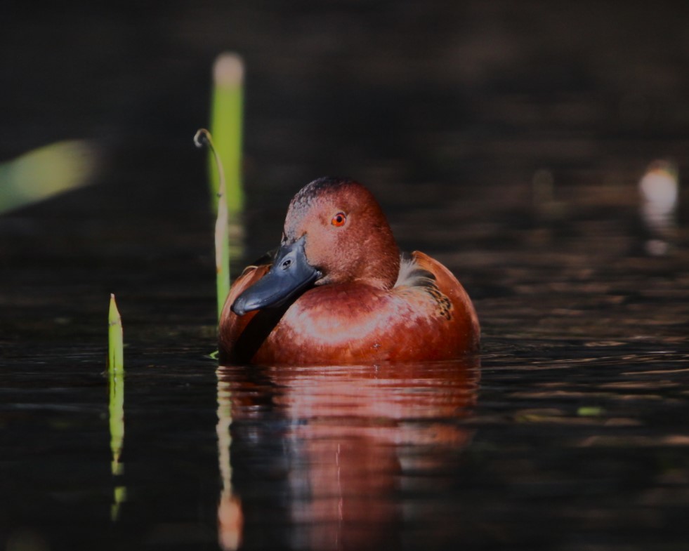 Cinnamon Teal - Cristina Valenzuela