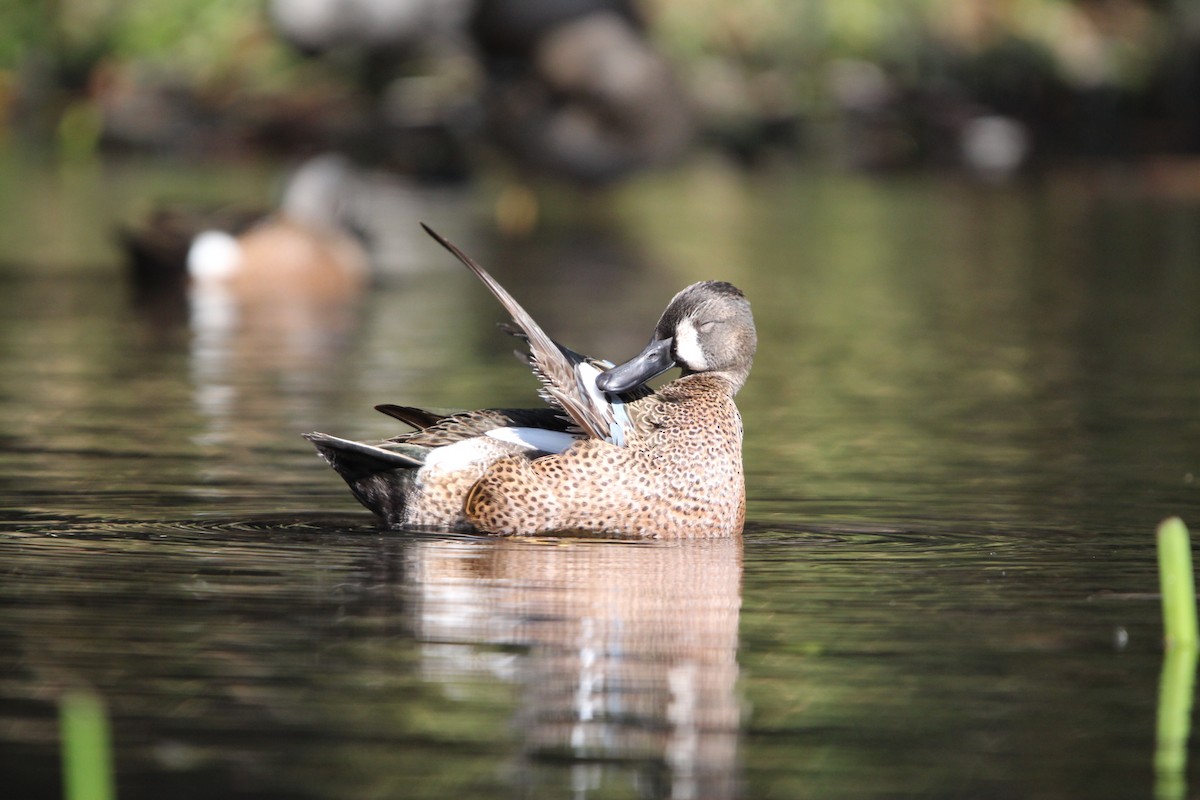Blue-winged Teal - ML615942520