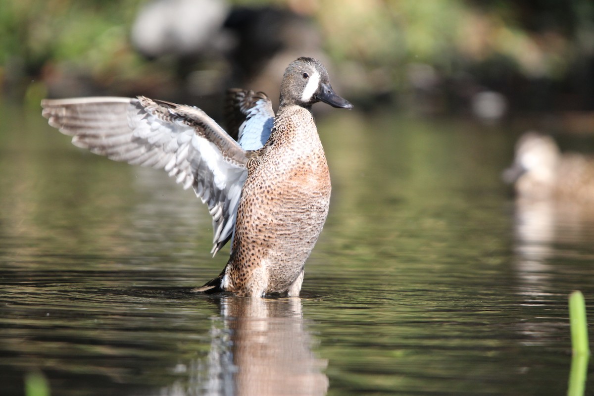 Blue-winged Teal - ML615942521
