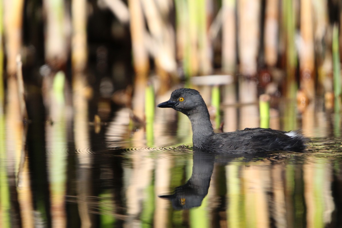 Least Grebe - ML615942529