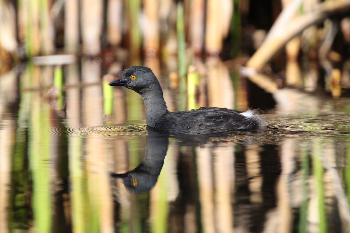 Least Grebe - ML615942530