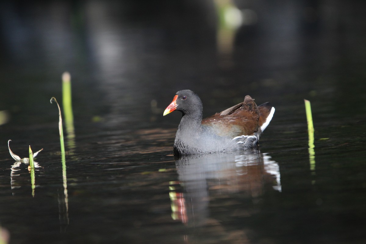 Common Gallinule - ML615942538