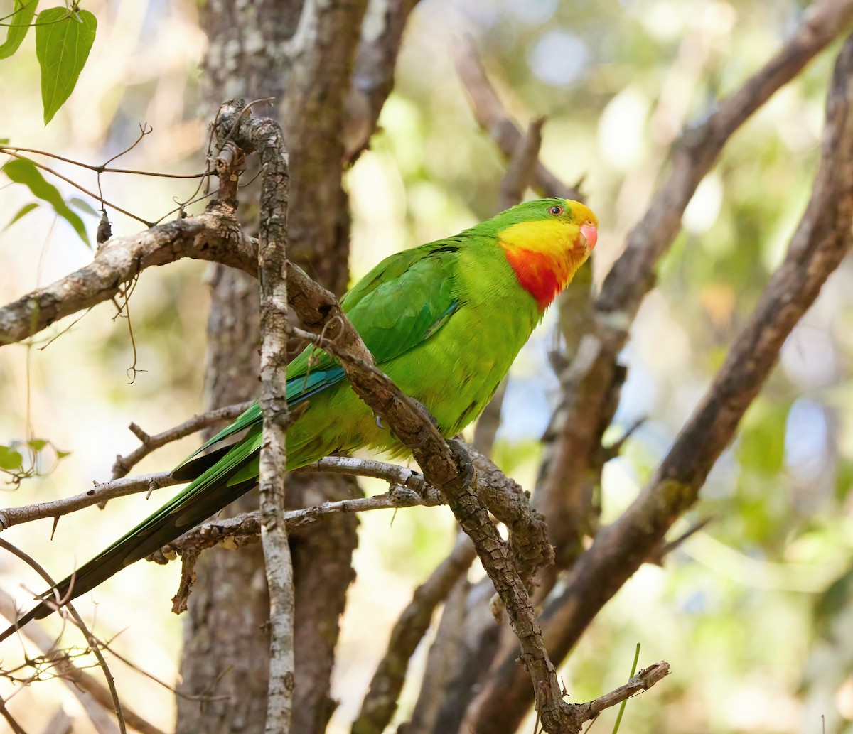 Superb Parrot - Betty Ray