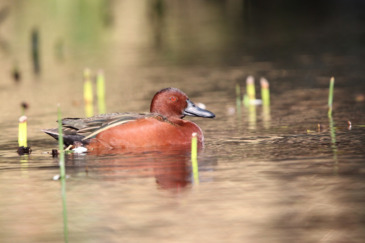 Cinnamon Teal - ML615942548