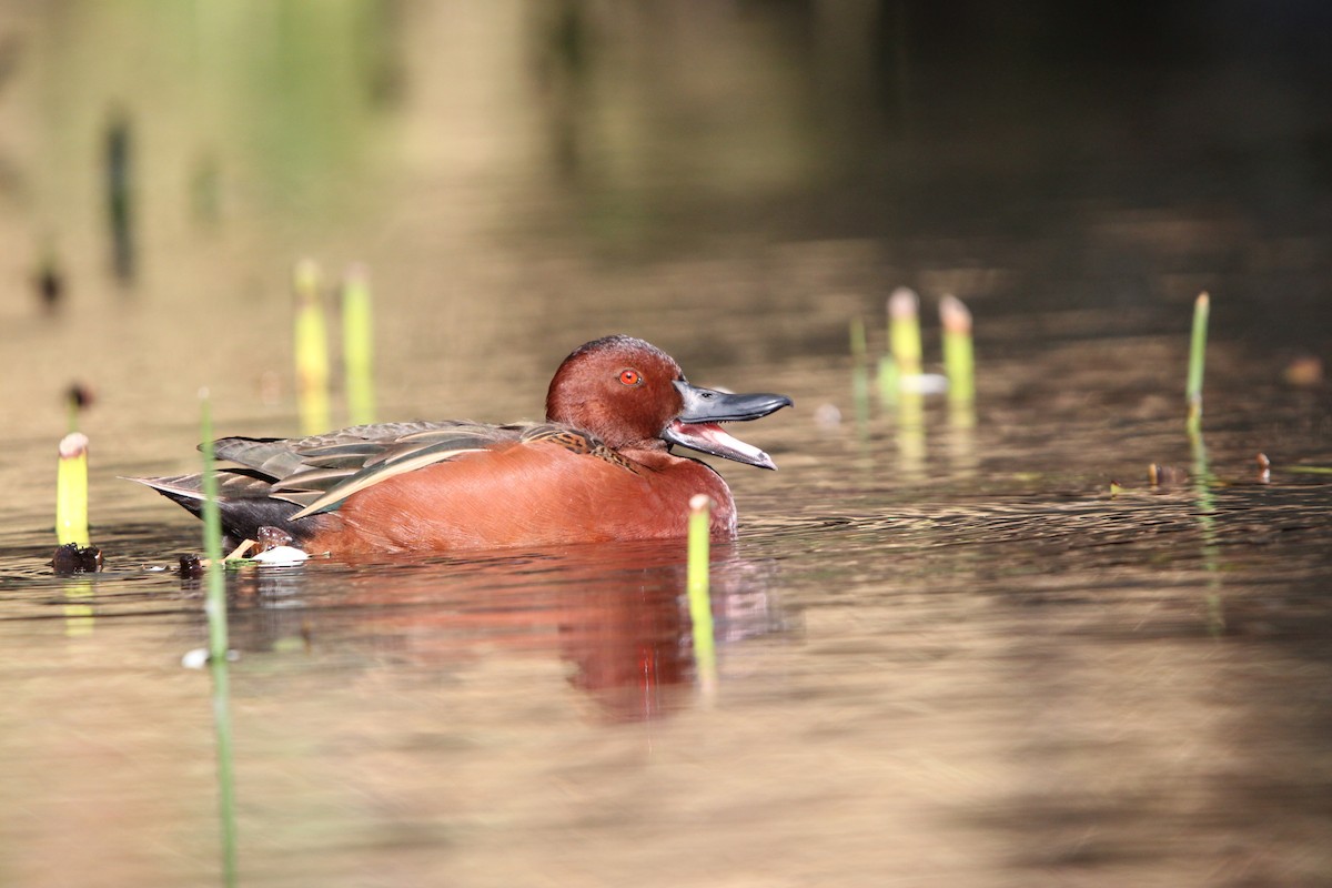 Cinnamon Teal - ML615942549