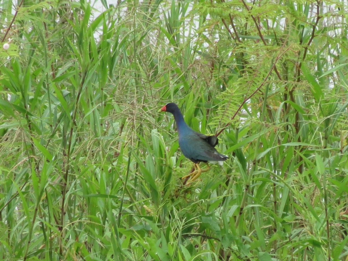 Purple Gallinule - Jorge Abad Lozano