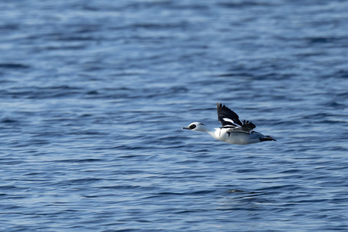 Smew - ML615942703