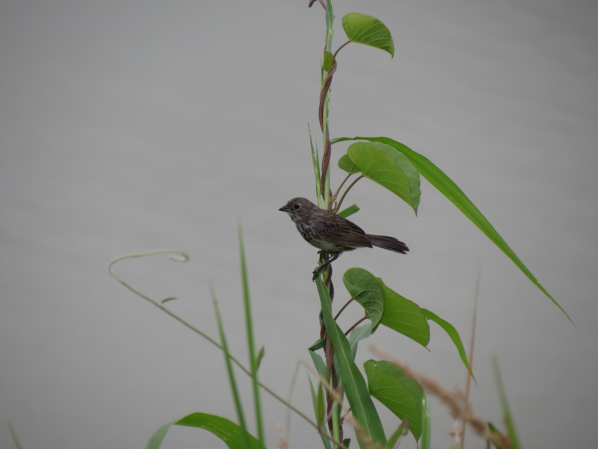 Blue-black Grassquit - Jorge Abad Lozano