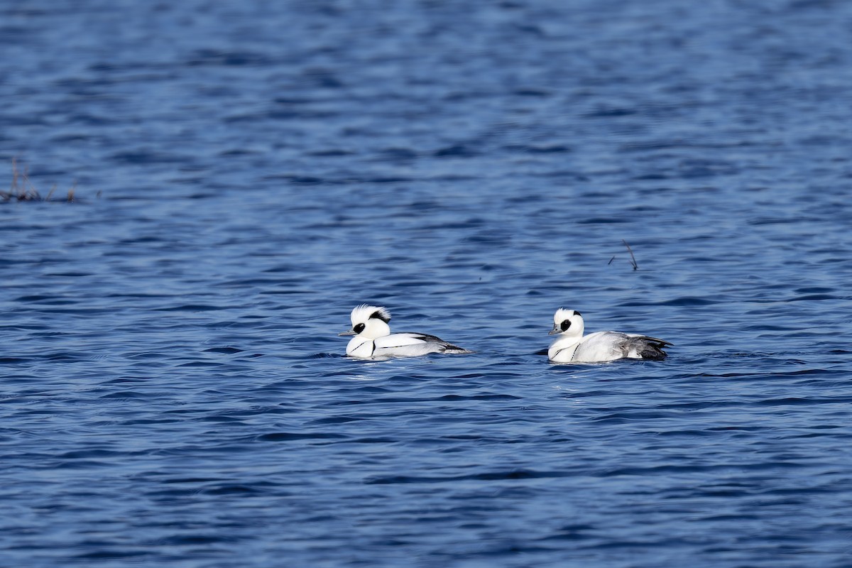 Smew - ML615942719