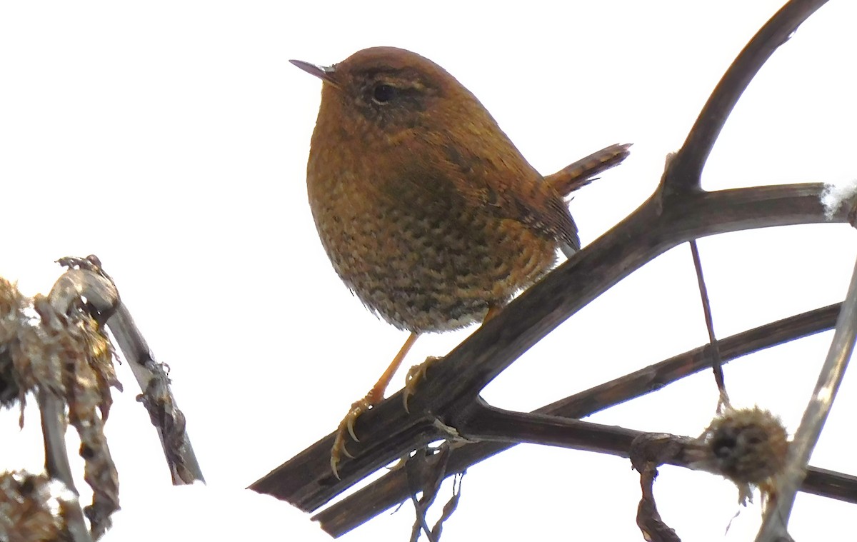 Pacific Wren - ML615942723