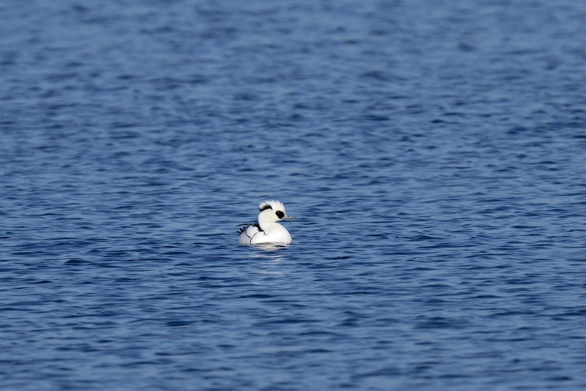 Smew - ML615942724