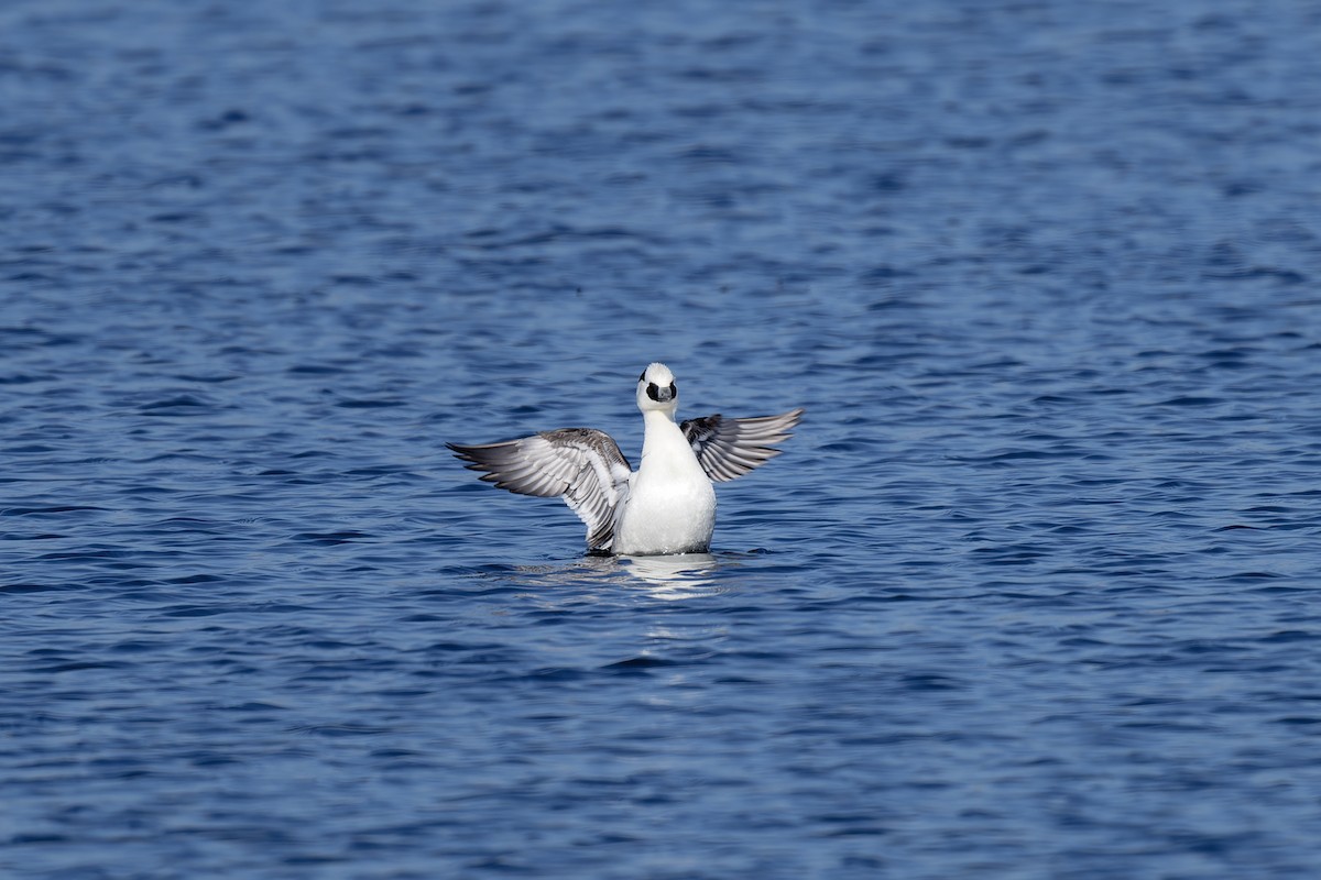 Smew - ML615942725