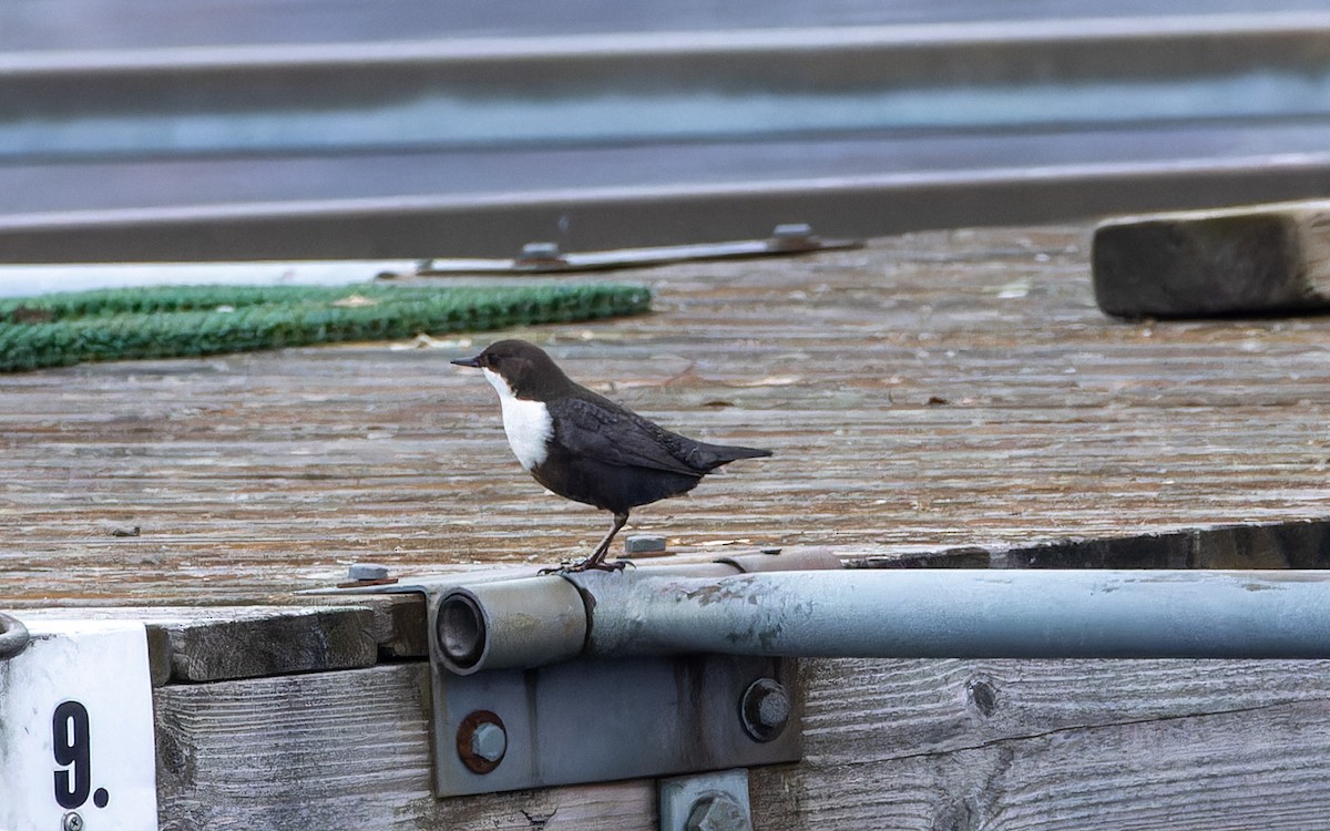 White-throated Dipper - Eero Rasi