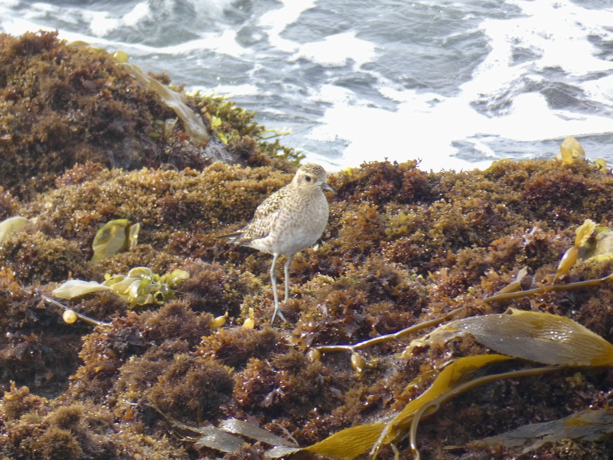 Pacific Golden-Plover - ML615942748