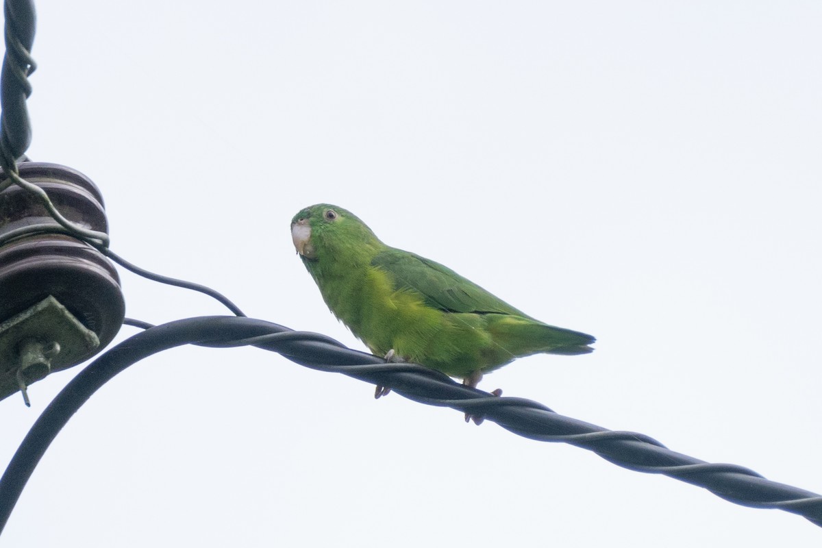 Riparian Parrotlet - Cristian Domingo Rivera Panduro