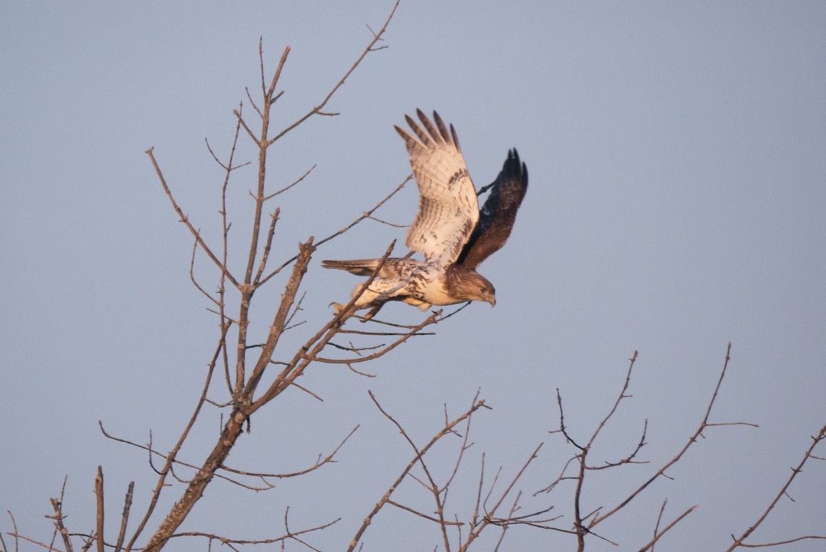 Red-tailed Hawk - ML615942805