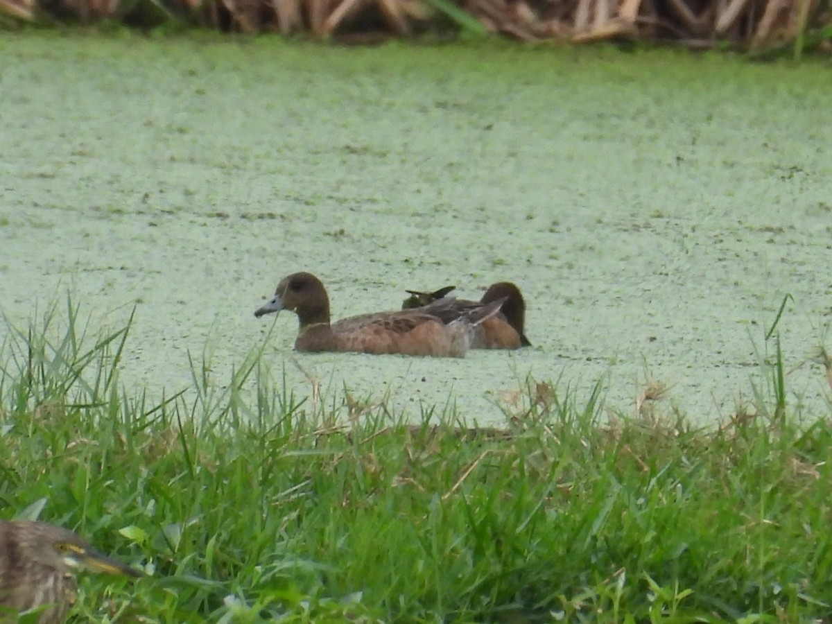 Eurasian Wigeon - ML615942806