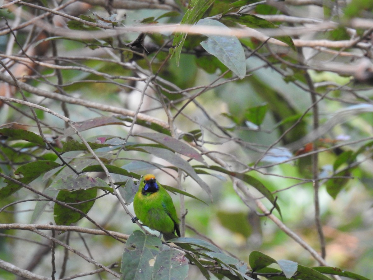 Golden-fronted Leafbird - ML615942869