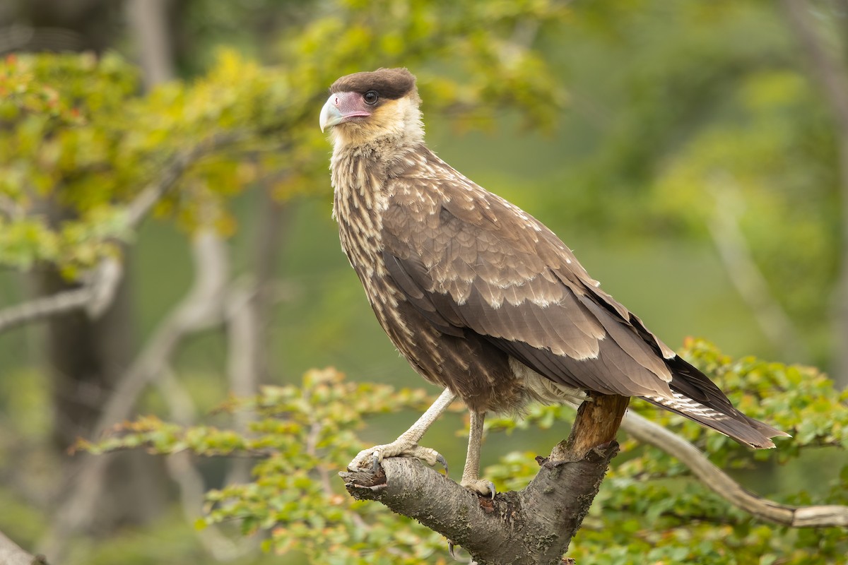 Crested Caracara - Ilya Povalyaev