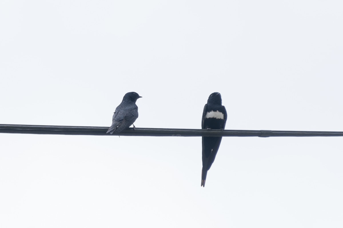 White-banded Swallow - ML615942961