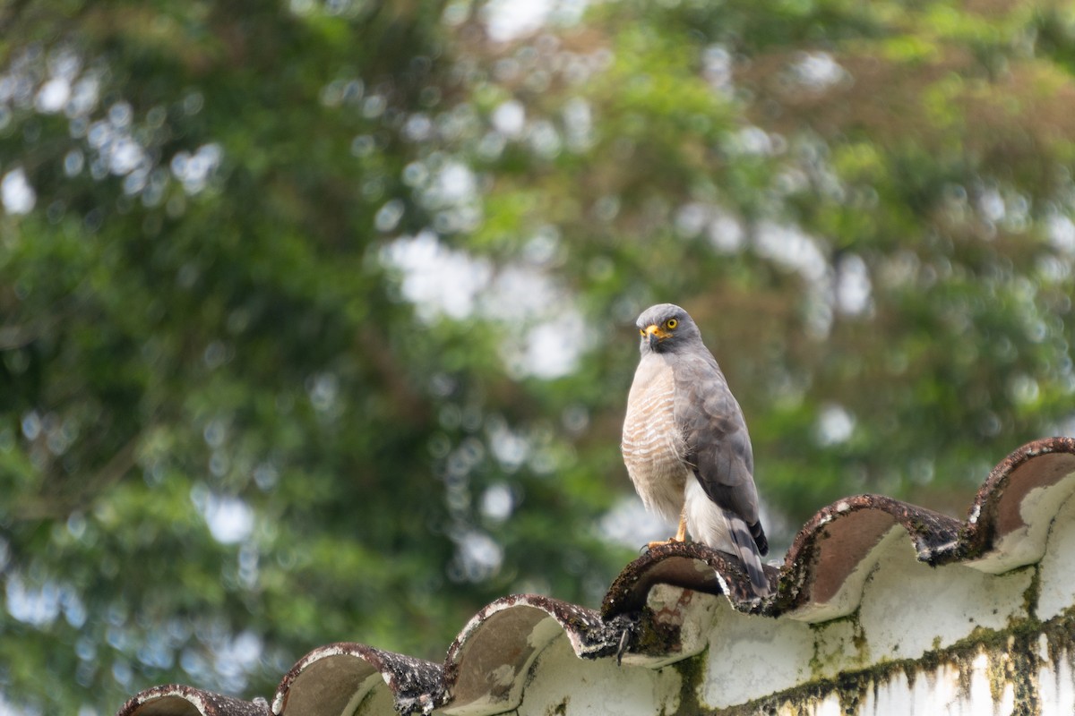 Roadside Hawk - Cristian Domingo Rivera Panduro