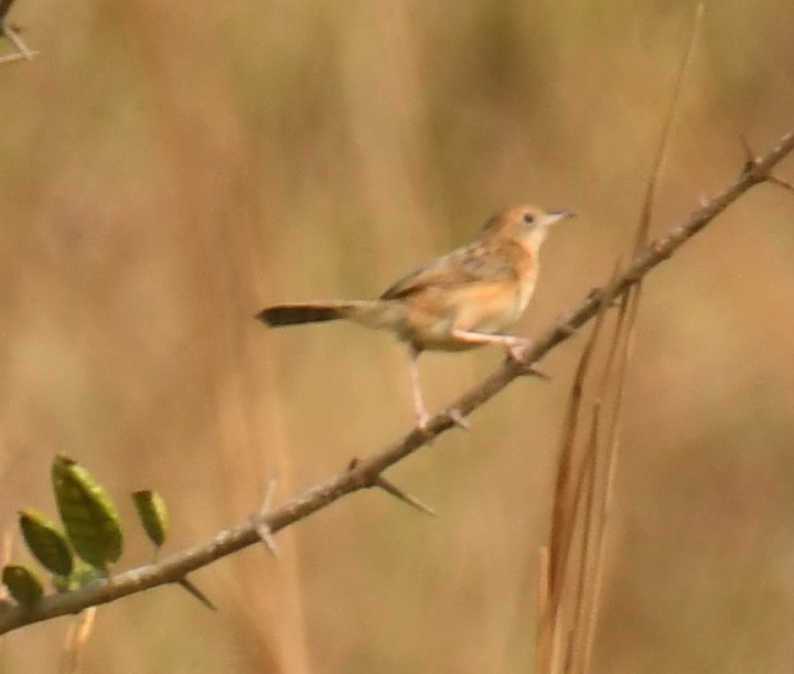 Cisticole à couronne dorée - ML615942981