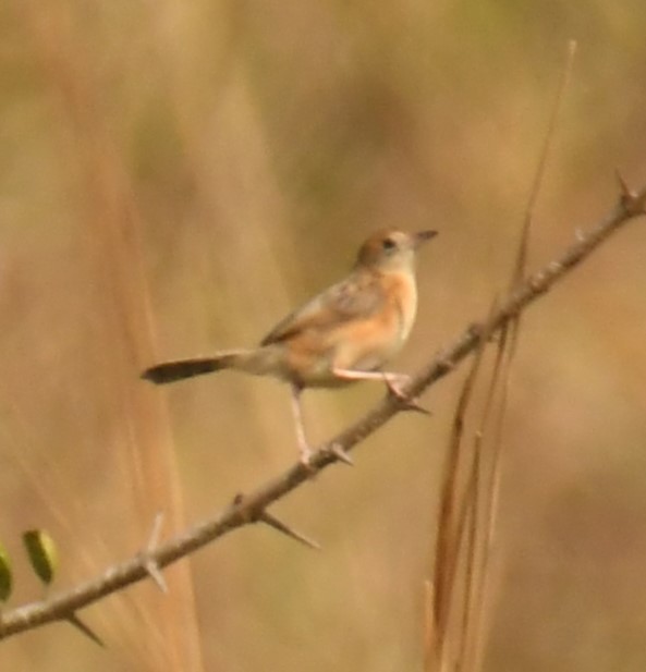 Golden-headed Cisticola - ML615942983