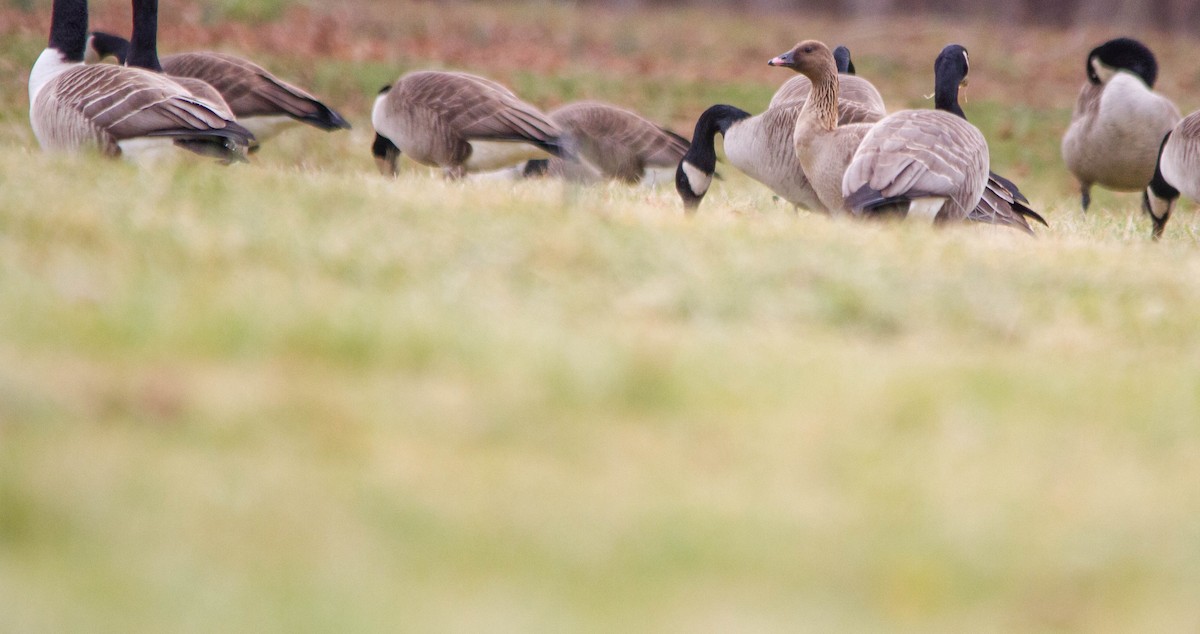 Pink-footed Goose - ML615943005