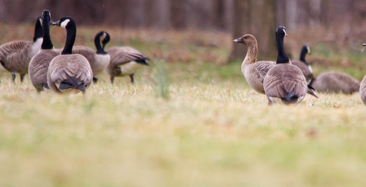 Pink-footed Goose - ML615943006
