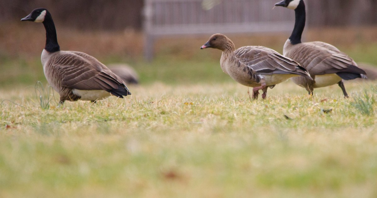 Pink-footed Goose - ML615943010
