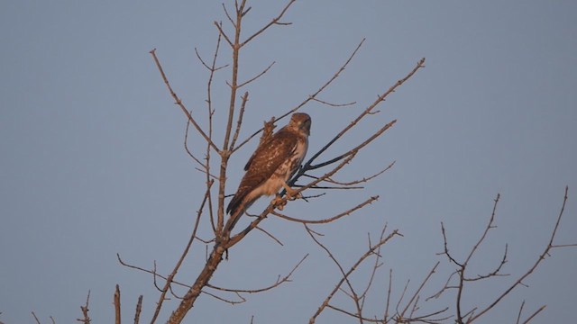 Rotschwanzbussard - ML615943011