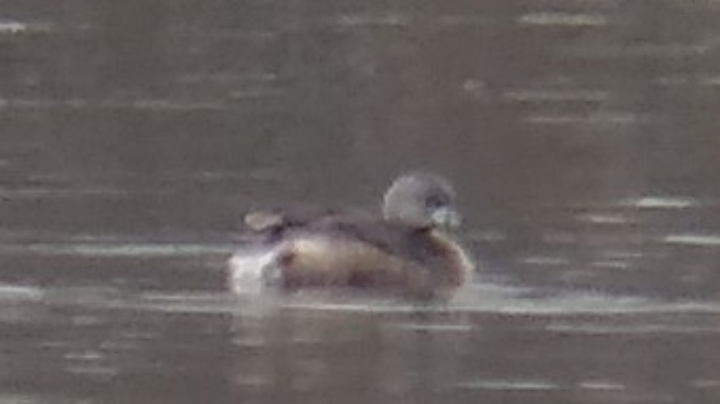 Pied-billed Grebe - ML615943073