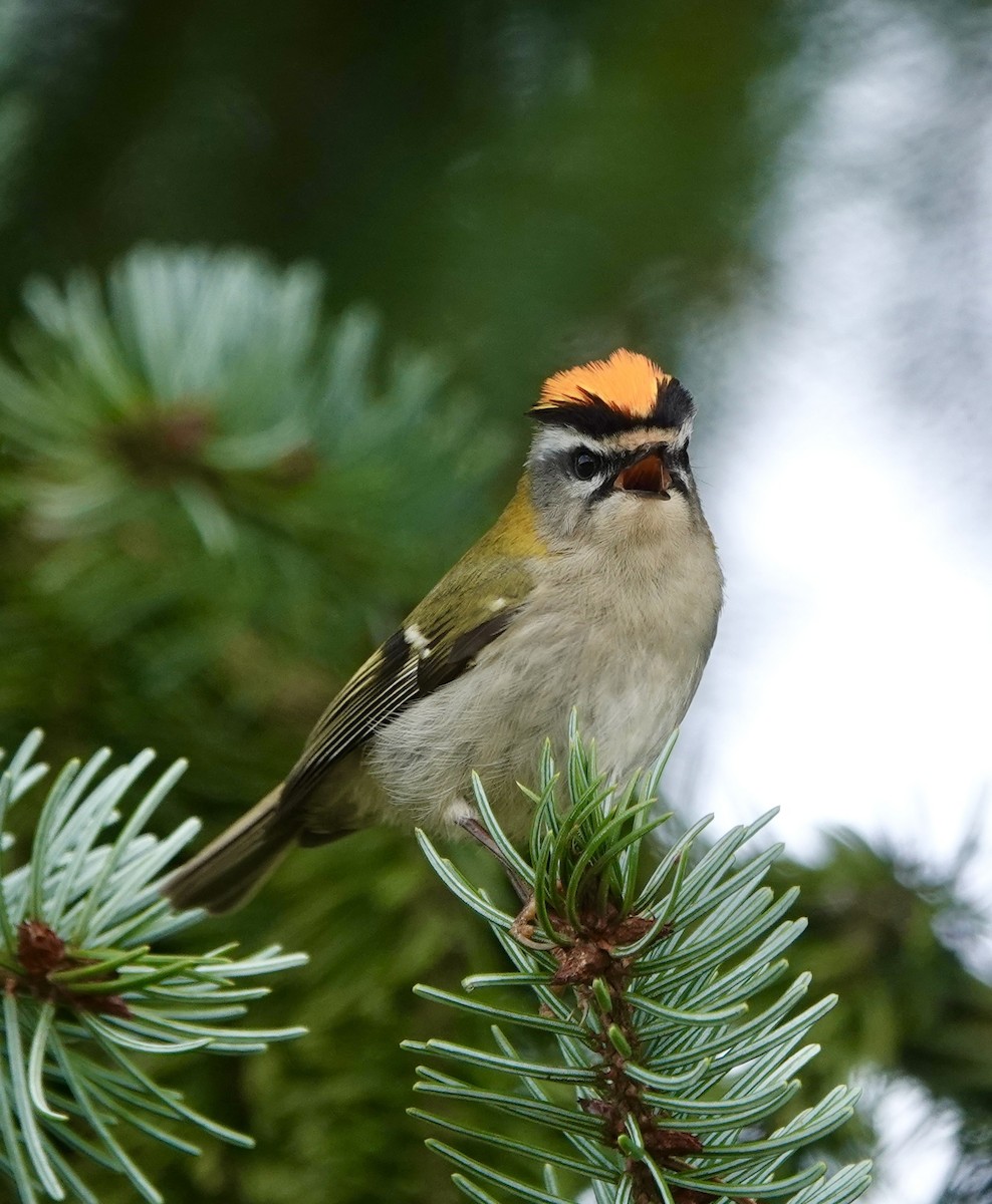 Common Firecrest - ML615943147