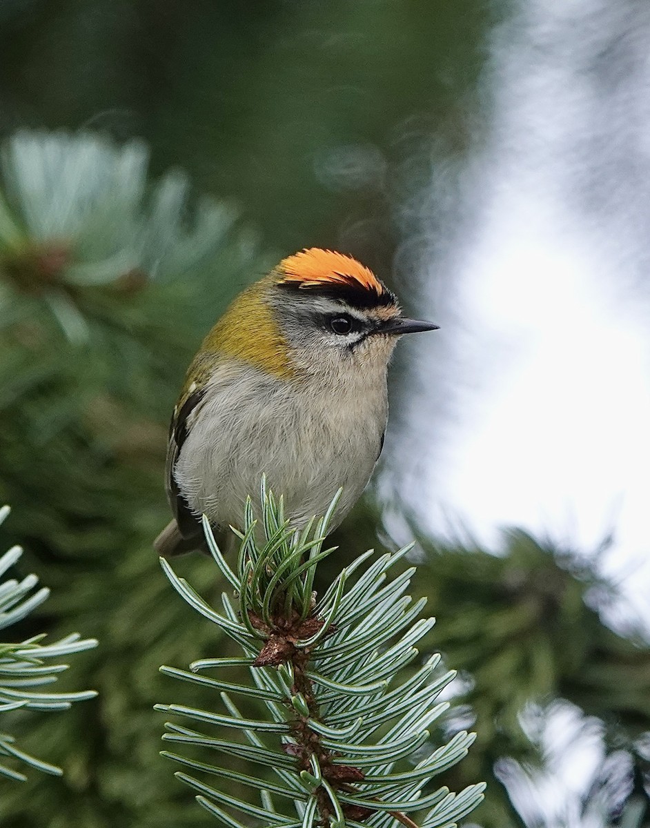 Common Firecrest - ML615943148
