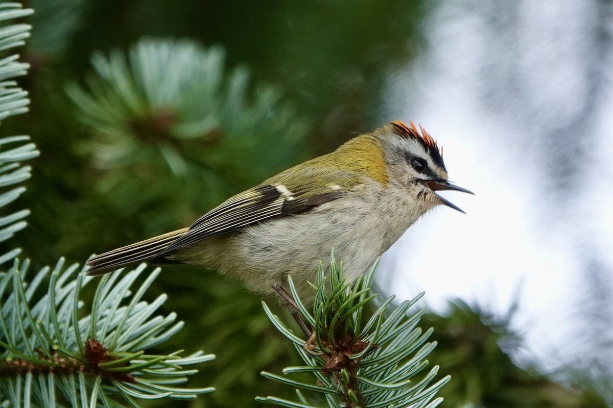 Common Firecrest - ML615943149
