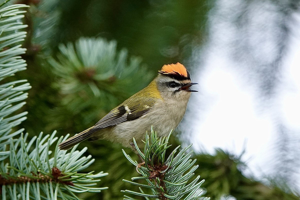 Common Firecrest - ML615943150