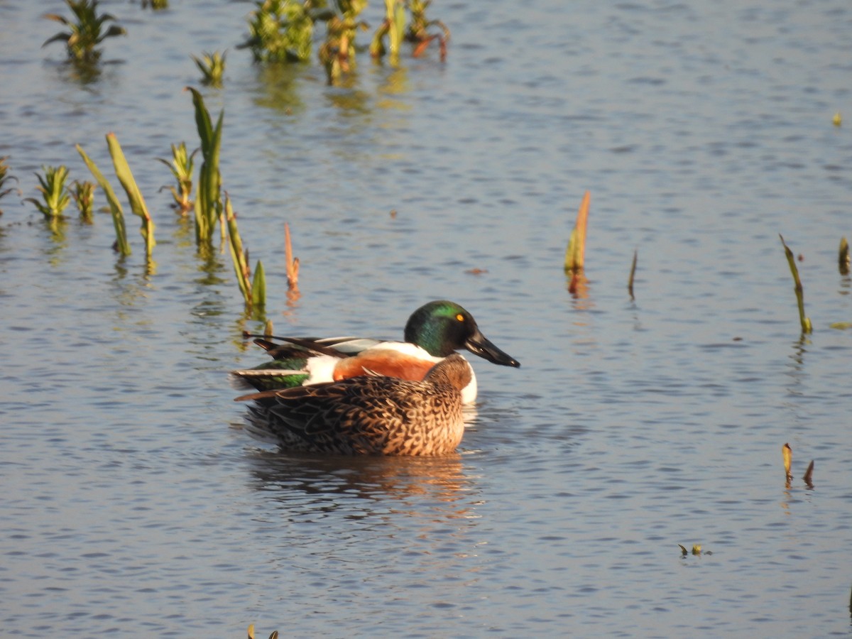 Northern Shoveler - Jose Zarapico