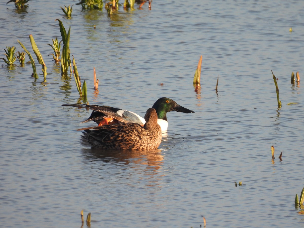 Northern Shoveler - ML615943158