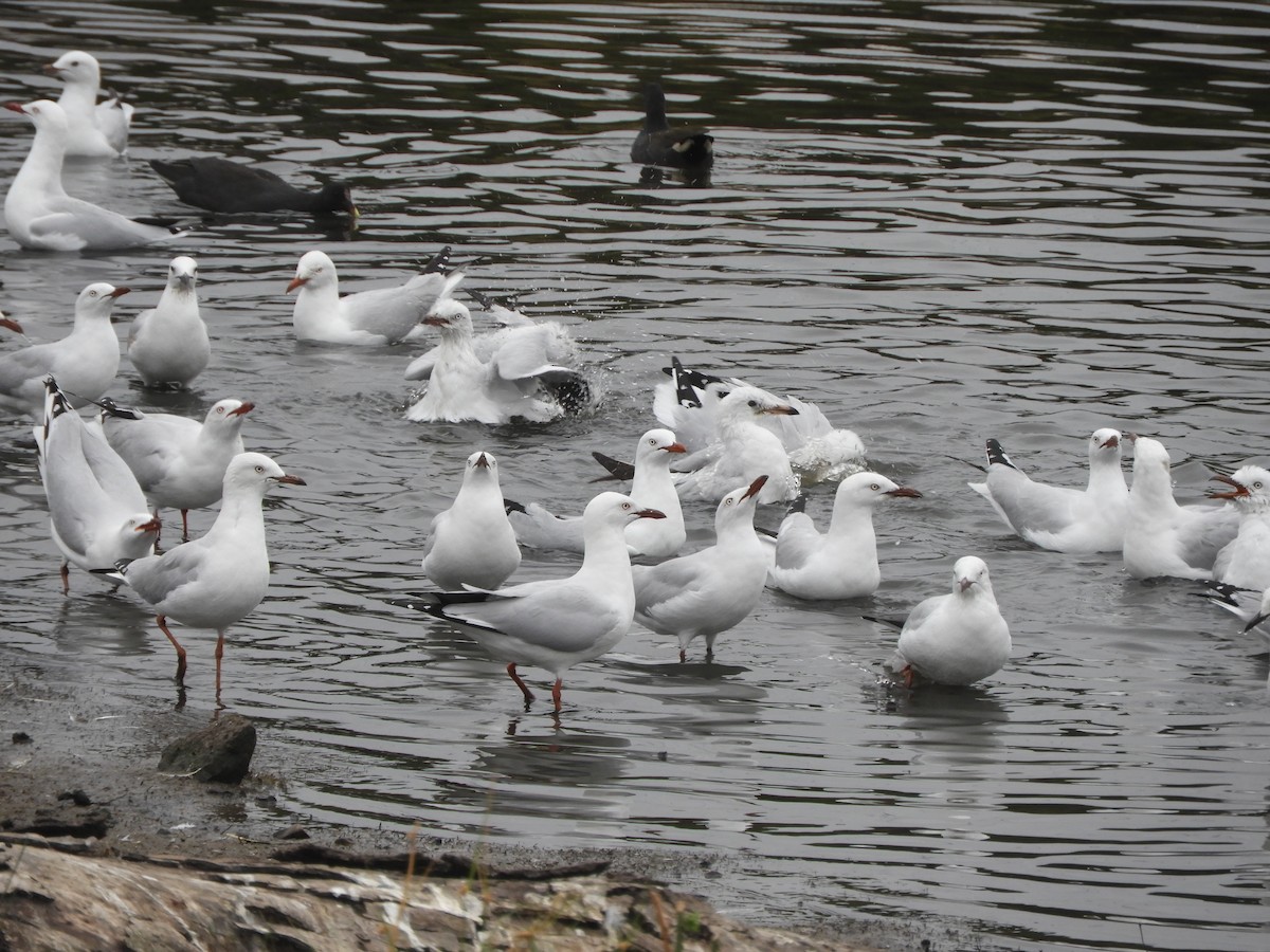 Gaviota Plateada - ML615943177