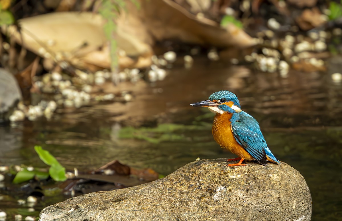 Common Kingfisher - ML615943181