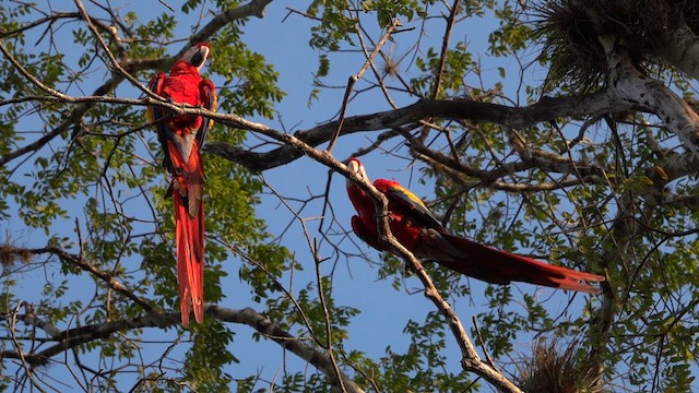 Scarlet Macaw - ML615943210