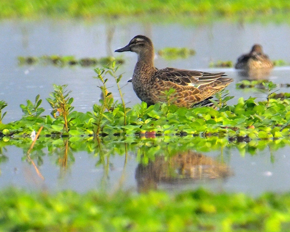 Garganey - ML615943280