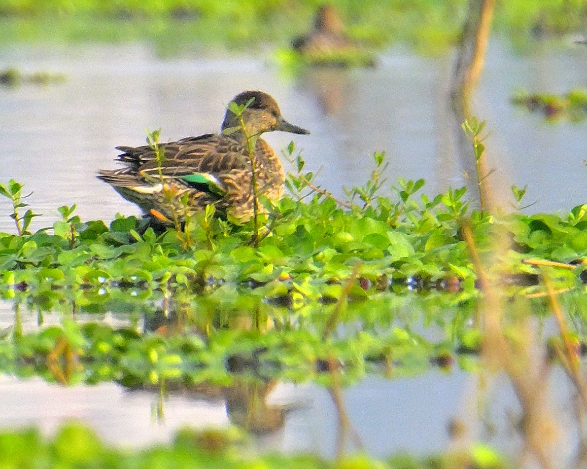 Green-winged Teal - ML615943290