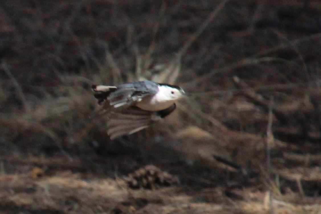 White-breasted Nuthatch - ML615943319