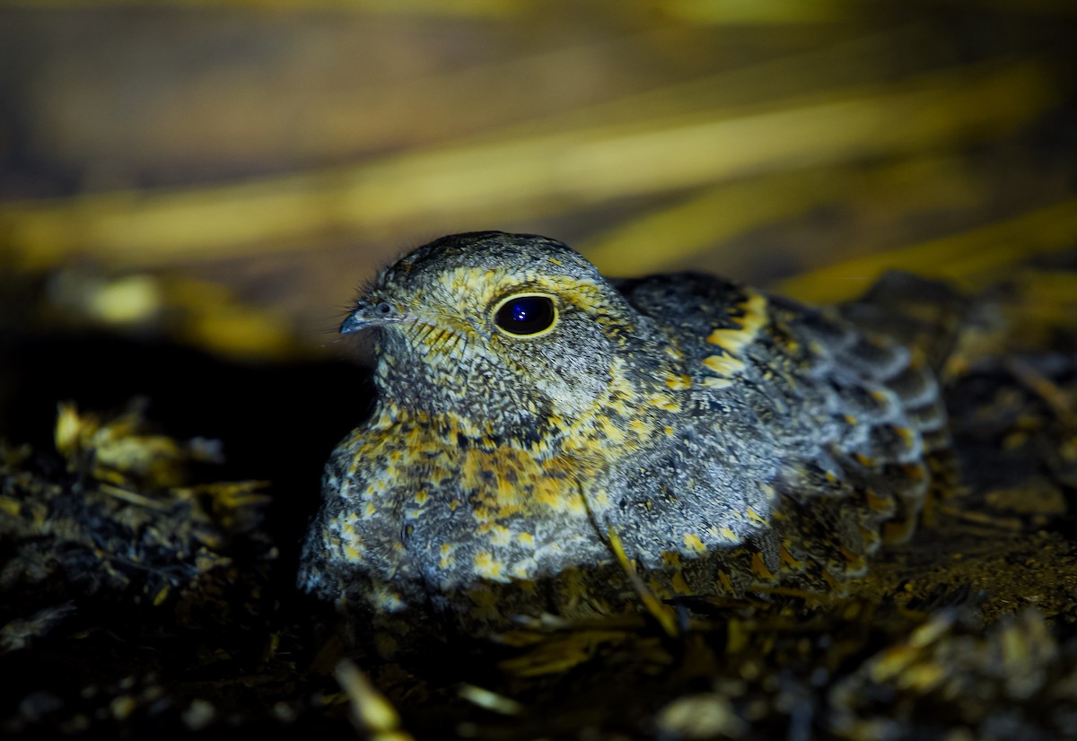 Savanna Nightjar - ML615943350