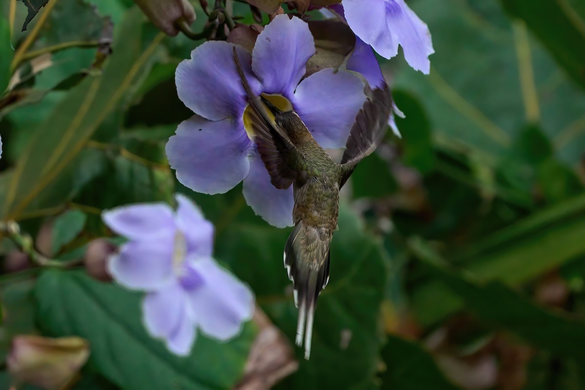 Pale-bellied Hermit - Beata Milhano